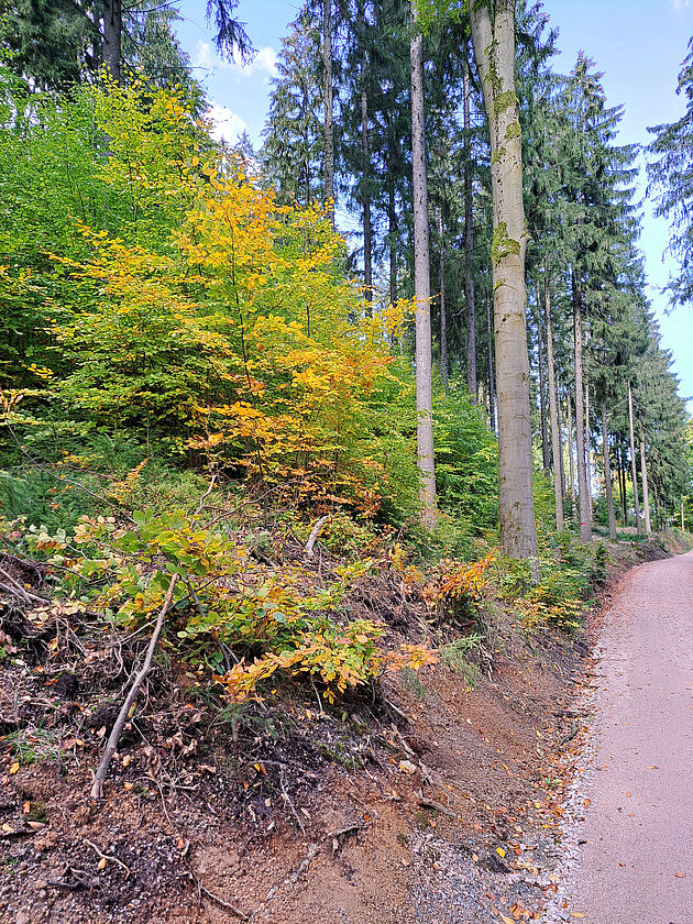 Edith Heß: Herbst im Kuhbergwald